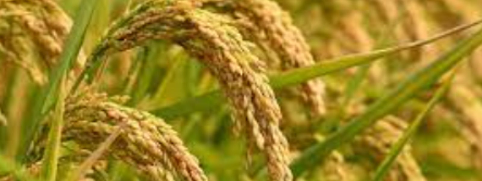 Paddy Collection Underway Across Key Districts